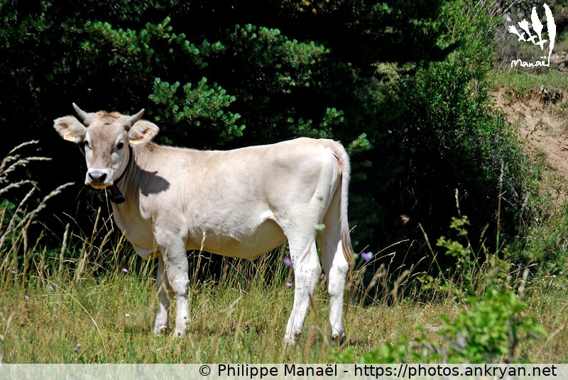 Pirenaica, vache blanche aragonaise (Sierra de Guara, au pays des canyons / Espagne / Huesca - ES) © Philippe Manaël