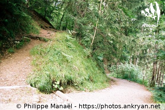 Chemin forestier, La Bourboule (Auvergne, au pays des volcans / Trekking / France / Auvergne - FR-63) © Philippe Manaël