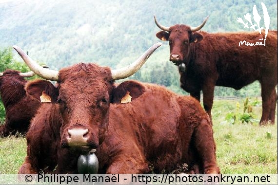 Vaches de race Salers, 2 (Auvergne, au pays des volcans / Trekking / France / Auvergne - FR-63) © Philippe Manaël