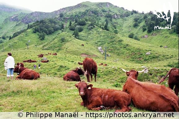 Vaches de race Salers, 1 (Auvergne, au pays des volcans / Trekking / France / Auvergne - FR-63) © Philippe Manaël