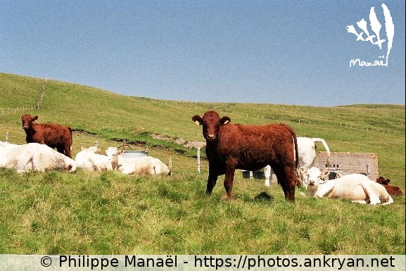 Vaches Salers du Puy May (Auvergne, au pays des volcans / Trekking / France) © Philippe Manaël
