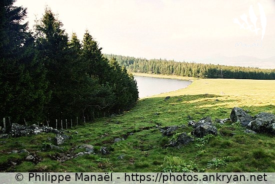 Lac de Servières, sapins (Auvergne, au pays des volcans / Trekking / France / Auvergne - FR-63) © Philippe Manaël