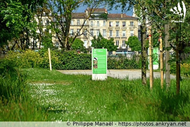 Parc aux Angéliques, sentier pédagogique (Bordeaux / Ville / France / Gironde - FR-33) © Philippe Manaël