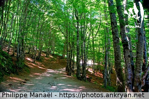 Piste forestière, bois d'Arribama (Pyrénées : Cirque de Gavarnie / Balade / France / Midi-Pyrénées - FR-65) © Philippe Manaël