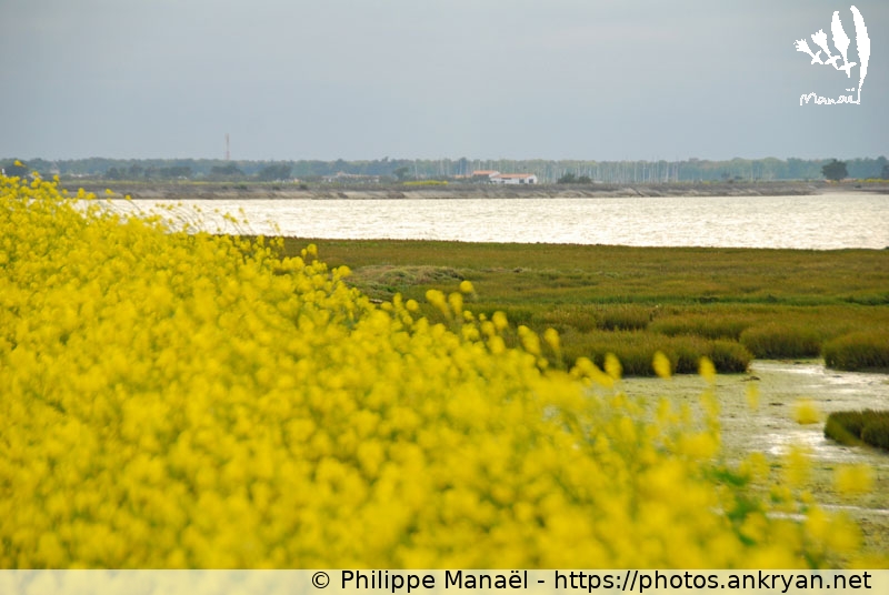 Mimosa (Ile de Ré / Ile / France / Poitou-Charentes - FR-17) © Philippe Manaël