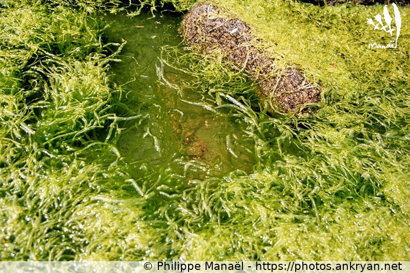 Mare d'algues (Ile d'Yeu / Ile / France / Pays-de-la-Loire - FR-85) © Philippe Manaël