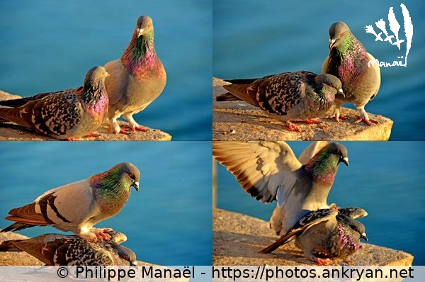 Couple de pigeons, 2 (La Rochelle / Ville / France / Poitou-Charentes - FR-17) © Philippe Manaël
