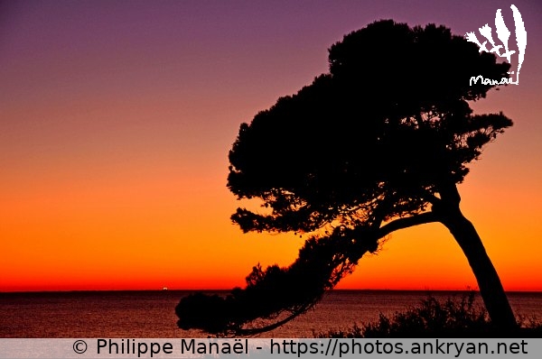 Silhouette d'un pin au soleil couchant  (La Rochelle / Ville / France / Poitou-Charentes - FR-17) © Philippe Manaël