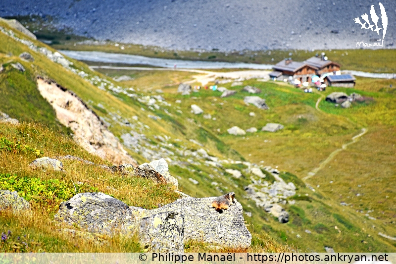 Marmotte, gorges du torrent des Allues (Les Balcons de la Vanoise / Trekking / France / Savoie - FR-73) © Philippe Manaël