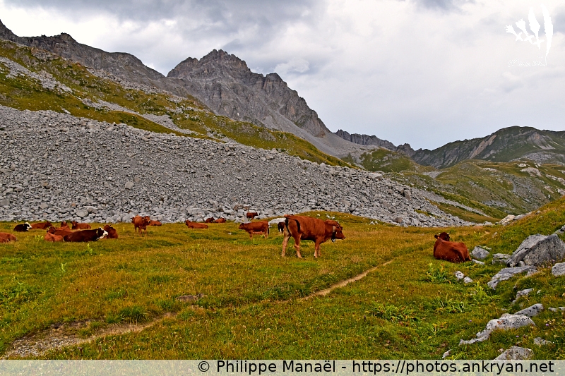 Troupeau de vaches tarentaises (Les Balcons de la Vanoise / Trekking / France / Savoie - FR-73) © Philippe Manaël
