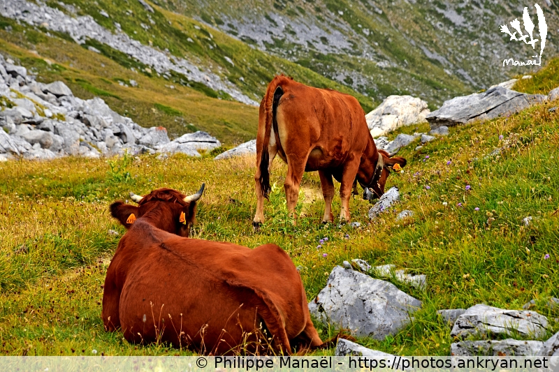 Vaches de race Tarine (Les Balcons de la Vanoise / Trekking / France / Savoie - FR-73) © Philippe Manaël