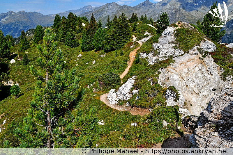 Crête du Mont Charvet : Pins à crochets (Les Balcons de la Vanoise / Trekking / France / Savoie - FR-73) © Philippe Manaël