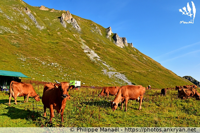 Les tarines, vaches laitières (Les Balcons de la Vanoise / Trekking / France / Savoie - FR-73) © Philippe Manaël