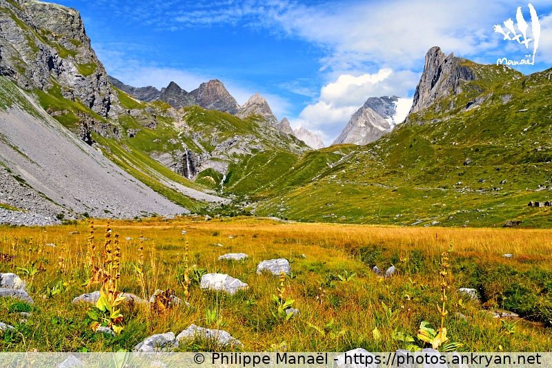 Gentianes jaunes, vallon de la Glière (Les Balcons de la Vanoise / Trekking / France / Savoie - FR-73) © Philippe Manaël