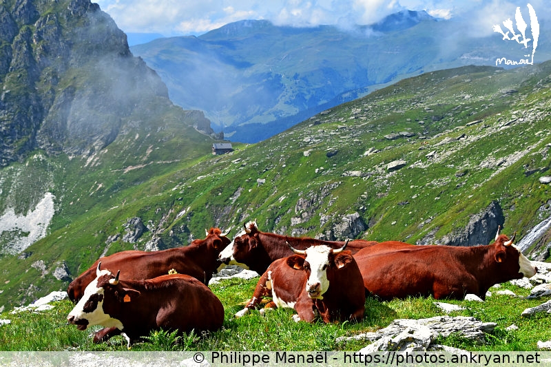 Vaches Abondance, cirque du Grand Bec (Les Hauts de la Vanoise / Trekking / France / Savoie - FR-73) © Philippe Manaël