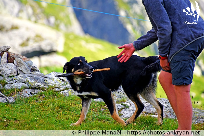 Le chien du refuge du Grand Bec (Les Hauts de la Vanoise / Trekking / France / Savoie - FR-73) © Philippe Manaël