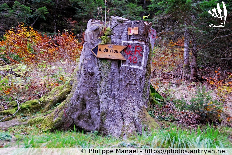 Signalétique GR sur tronc d'arbre (Les Pyrénées, en route pour les étoiles / Trekking / France) © Philippe Manaël