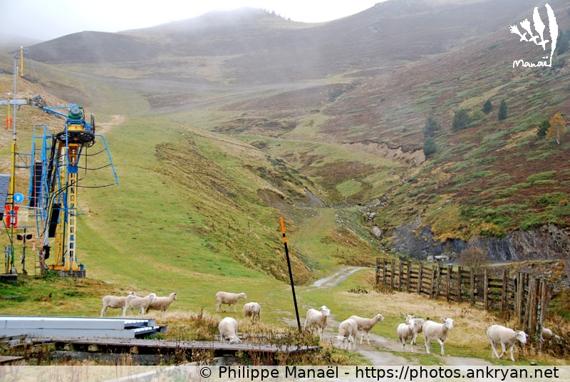 Moutons, Luz-Ardiden (Les Pyrénées, en route pour les étoiles / Trekking / France / Hautes-Pyrénées - FR-65) © Philippe Manaël
