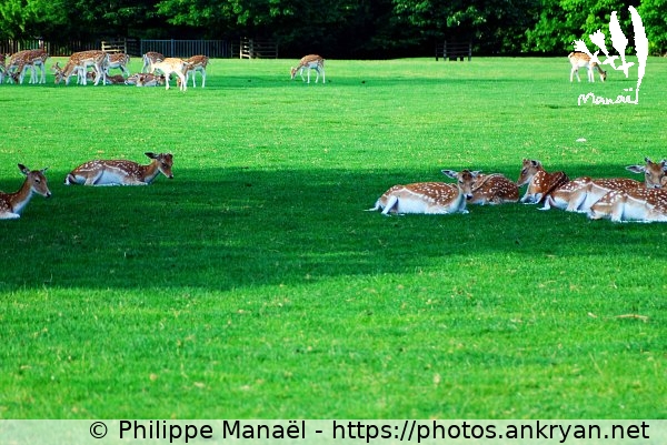 Parc de la Tête d'Or : troupeau de daims (Lyon / Ville / France / Rhône-Alpes - FR-69) © Philippe Manaël