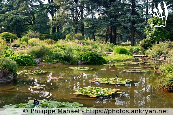 Parc de la Tête d'Or : bassin aux nymphéas (Lyon / Ville / France / Rhône-Alpes - FR-69) © Philippe Manaël