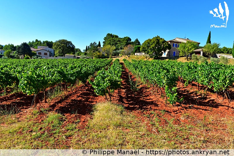 Vignes au sol rouge, Saint-Saturnin-lès-Apt (Massif des Ocres du Luberon / Trekking / France / Vaucluse - FR-84) © Philippe Manaël