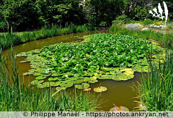 Bassin aux Nélombos, Jardin des Plantes (Montpellier / Ville / France / Hérault - FR-34) © Philippe Manaël