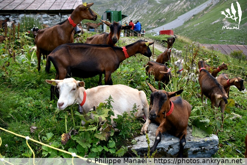 Chèvres alpines, alpage de Ritord (Savoie : Pointe de l'Observatoire / Balade / France / Savoie - FR-73) © Philippe Manaël
