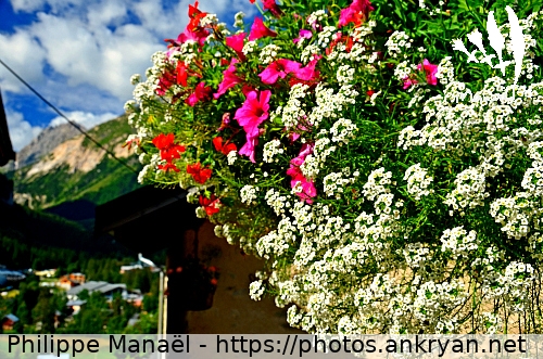 Bouquet fleuri (Pralognan-la-Vanoise / Ville / France / Savoie - FR-73) © Philippe Manaël