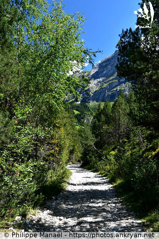 Forêt de la Rossa (Savoie : Pralognan, La Croix / Balade / France / Savoie - FR-73) © Philippe Manaël