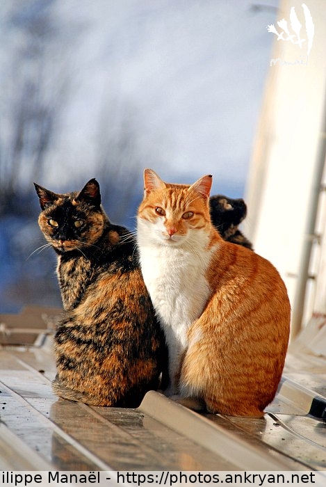 Couple de chats (Queyras, nouvel an à Molines / Trekking / France / Hautes-Alpes - FR-05) © Philippe Manaël