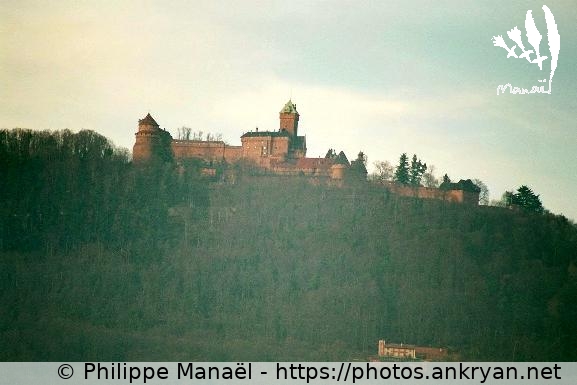 Château du Haut-Koenigsbourg (Alsace Médiévale : Réveillon de l'an / Trekking / France / Alsace - FR-67) © Philippe Manaël