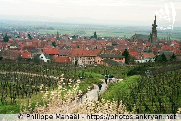 Dambach-la-Ville : tuiles rouges (Alsace Médiévale : Réveillon de l'an / Trekking / France / Alsace - FR-67) © Philippe Manaël