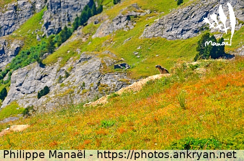 Marmotte solitaire (Tour des Glaciers de la Vanoise / Trekking / France) © Philippe Manaël