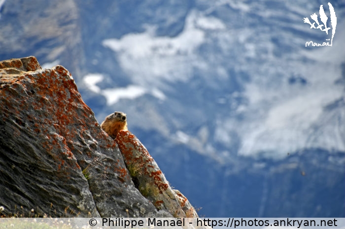 Marmotte au Plan du Sel (Traversée de la Vanoise / Trekking / France / Savoie - FR-73) © Philippe Manaël