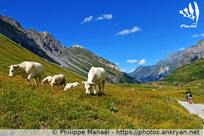 Vaches blanches (Traversée de la Vanoise / Trekking / France / Savoie - FR-73) © Philippe Manaël