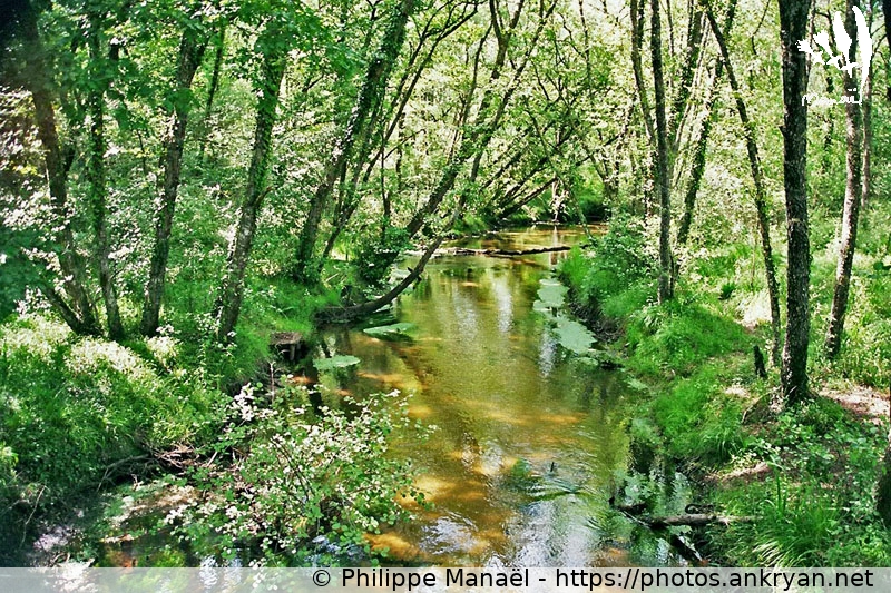 Ruisseau du Ciron (Traversée des Landes / Trekking / France / Lot-et-Garonne - FR-47) © Philippe Manaël