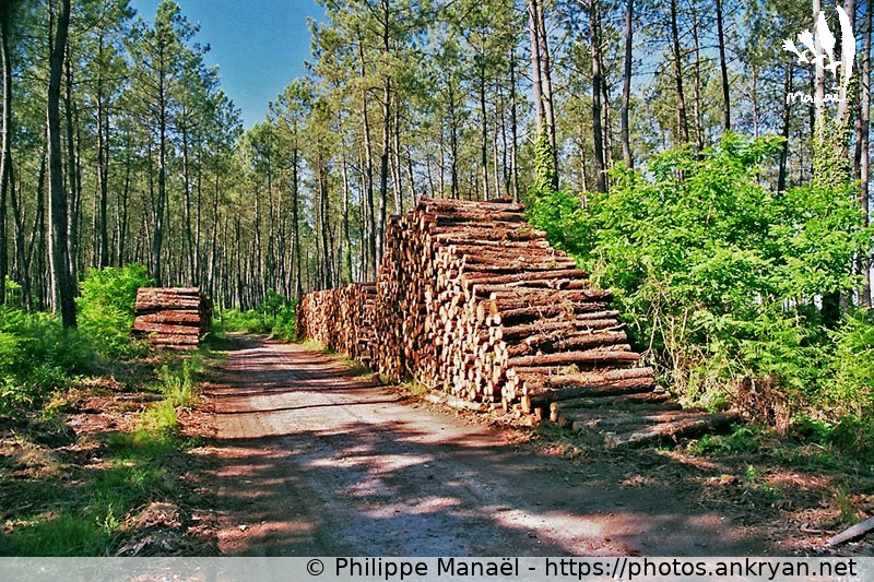 Chemin forestier de Losse, lieu-dit Lapeyrade (Traversée des Landes / Trekking / France / Landes - FR-40) © Philippe Manaël