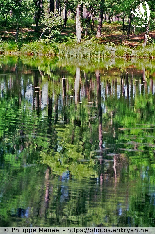Reflets sur l'étang, Luxey (Traversée des Landes / Trekking / France / Landes - FR-40) © Philippe Manaël