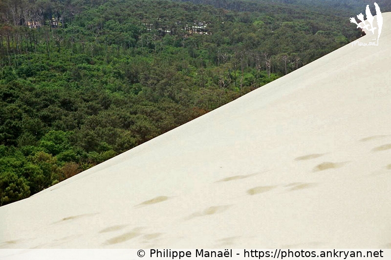 Frontière de la dune du Pilat, versant est (Traversée des Landes / Trekking / France / Gironde - FR-33) © Philippe Manaël