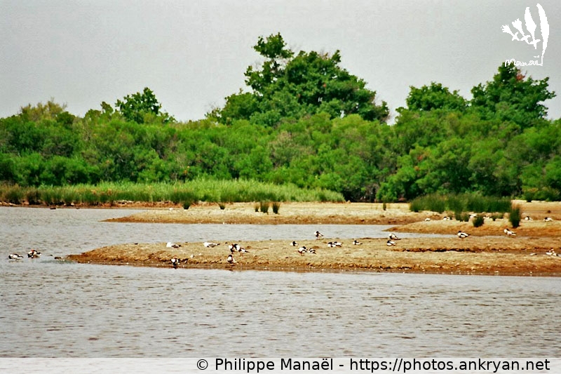Parc du Teich : Refuge d'oiseaux migrateurs (Traversée des Landes / Trekking / France / Gironde - FR-33) © Philippe Manaël
