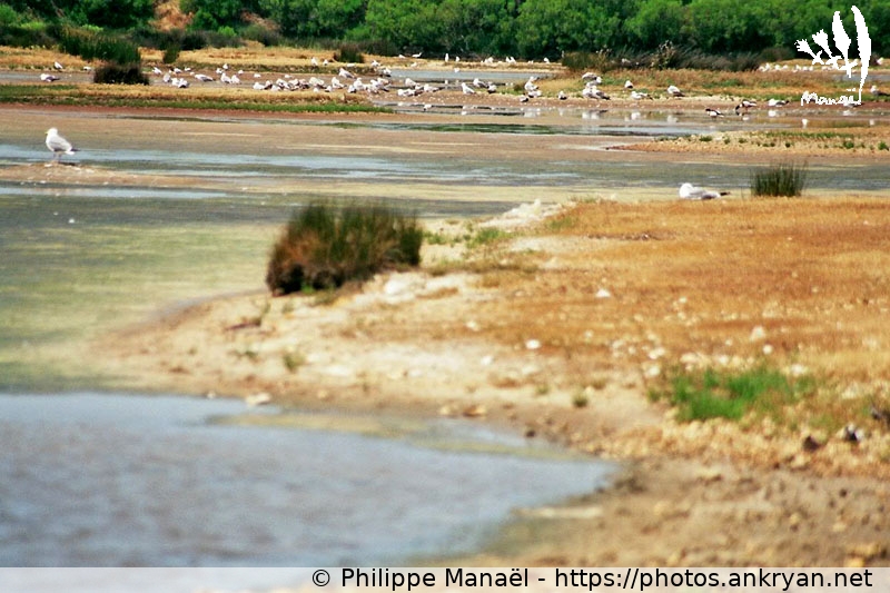 Parc du Teich : Depuis un point d'observation 1 (Traversée des Landes / Trekking / France / Gironde - FR-33) © Philippe Manaël