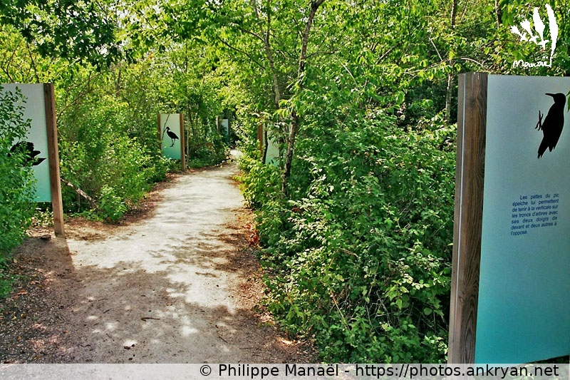 Parc du Teich : Sentier du rouge-gorge, chemin des outils (Traversée des Landes / Trekking / France / Gironde - FR-33) © Philippe Manaël