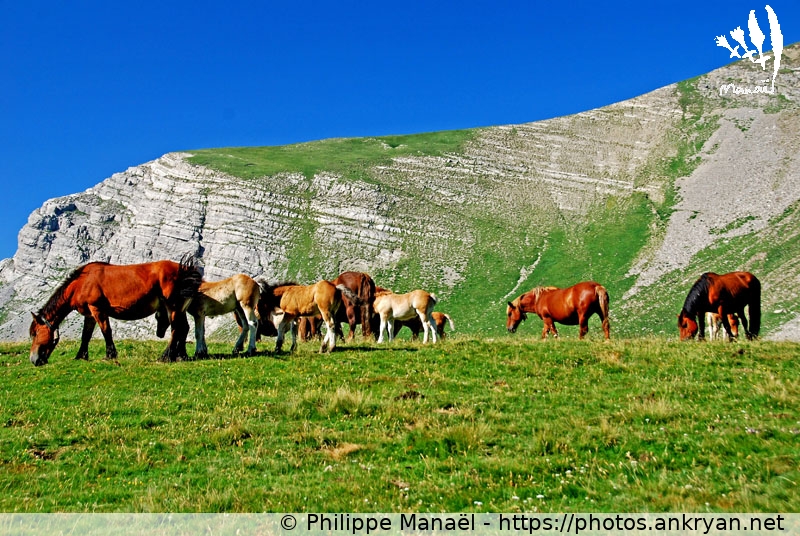 Chevaux espagnols (Traversée des Pyrénées par la HRP / Trekking / France) © Philippe Manaël