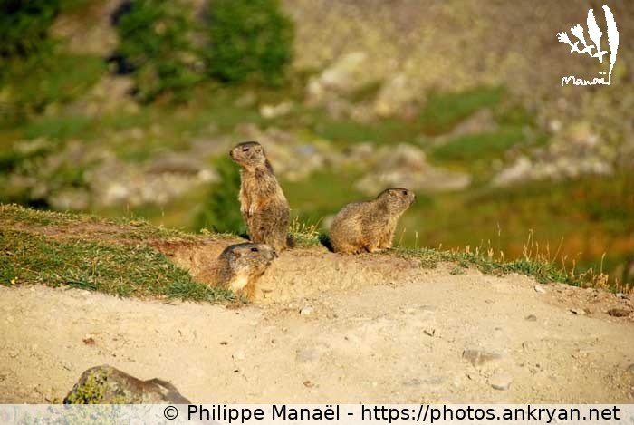 Le réveil des marmottes, 2 (Vallée de la Clarée et Mont Thabor / Trekking / France / Hautes-Alpes - FR-05) © Philippe Manaël