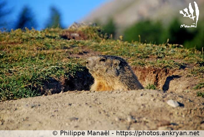 Le réveil des marmottes, 3 (Vallée de la Clarée et Mont Thabor / Trekking / France / Hautes-Alpes - FR-05) © Philippe Manaël