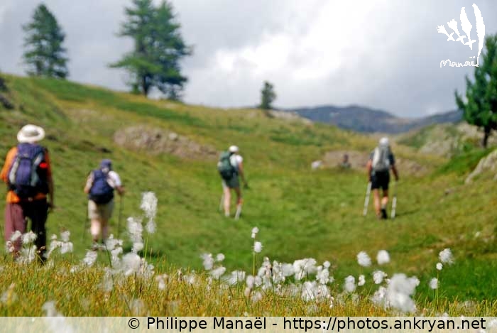 Fleurs blanches (Vallée de la Clarée et Mont Thabor / Trekking / France / Hautes-Alpes - FR-05) © Philippe Manaël