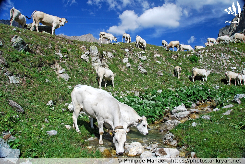 Vaches piémontaises (Hautes vallées piémontaises / Italie) © Philippe Manaël