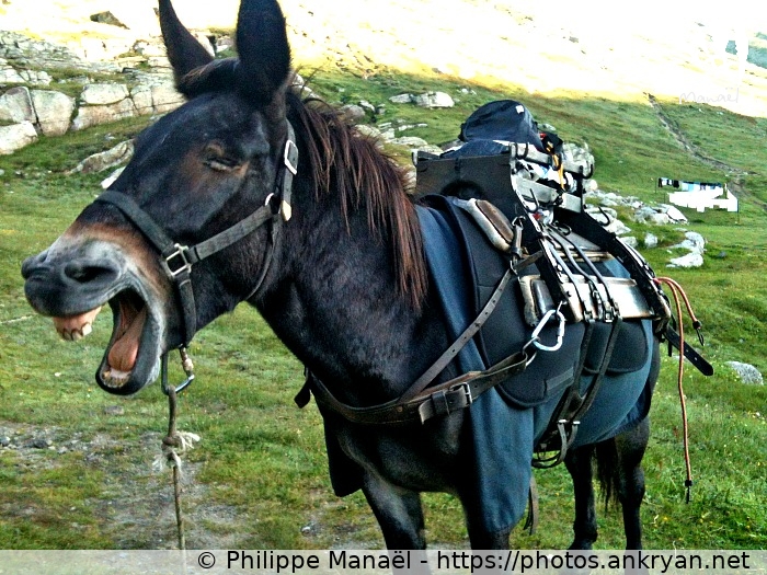 La mule Coco s'amuse ! (Traversée du Grand Paradis / Italie / Vallée d'Aoste - IT) © Philippe Manaël