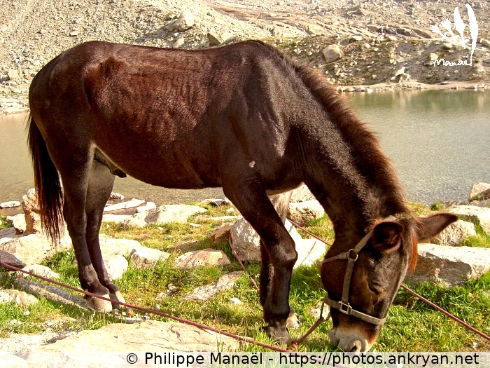 La mule Coco (Traversée du Grand Paradis / Italie / Valsavarenche - IT) © Philippe Manaël
