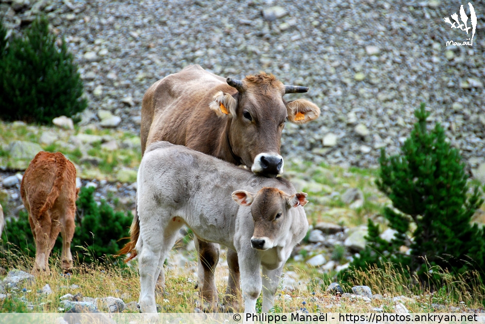 Vache et son veau, cirque de Barrosa (Cirques et Canyons du Mont Perdu / Espagne / Huesca - ES) © Philippe Manaël